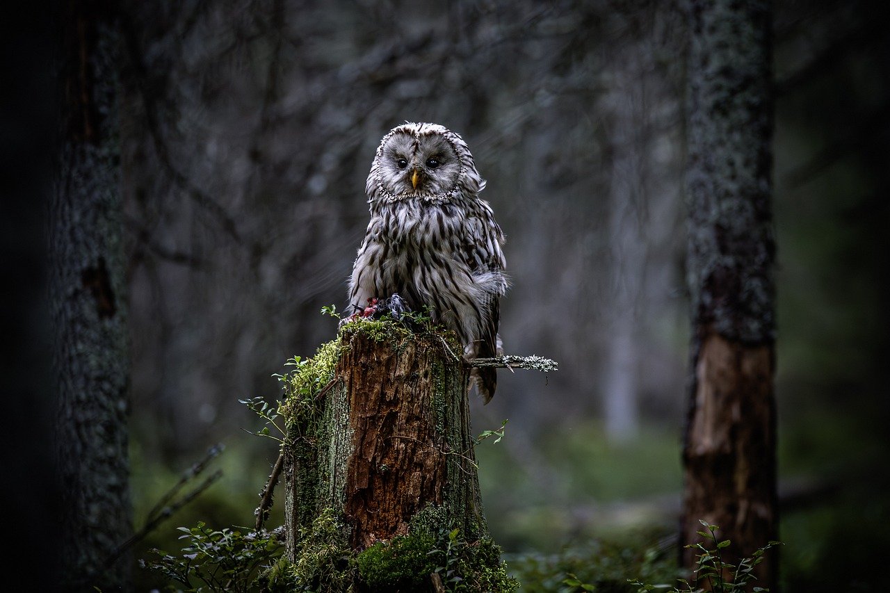 ural owl, owl, bird-8418248.jpg